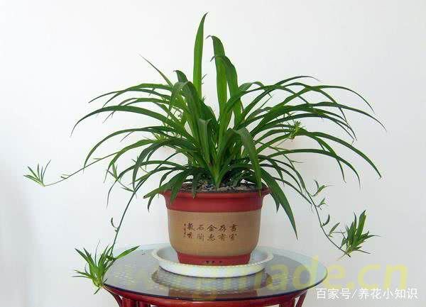 新装修的门店放哪些植物可以净化空气？ (新装修的店里放什么植物可以净化空气？)